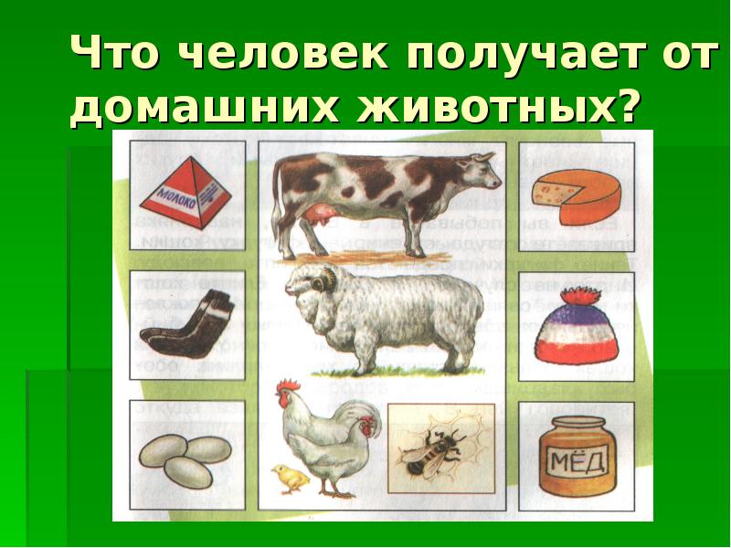 Дрофа-Медиа Обучающий плакат Домашние животные - купить с доставкой по выгодным